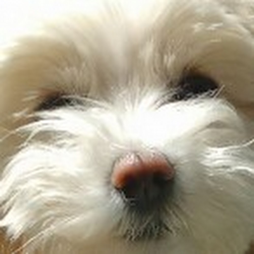 Meet your Posher, Charley